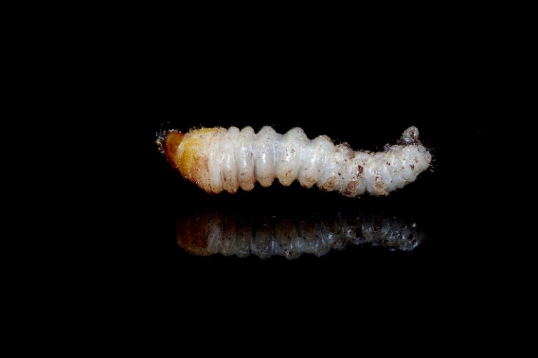 Tesařík krovový (Hylotrupes bajulus), larva